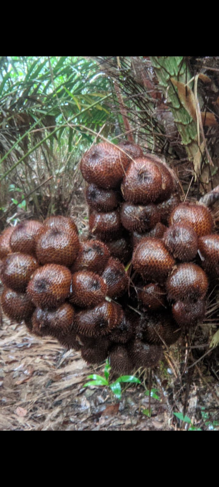 Salak Pondoh Besar