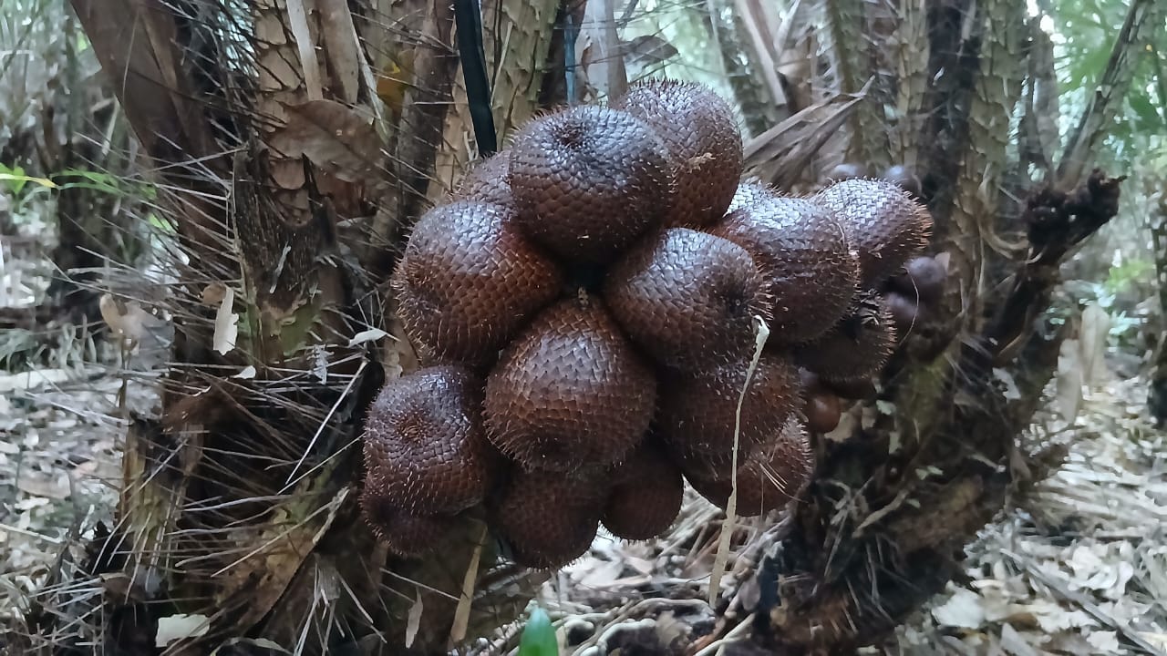 Salak Pondoh Besar